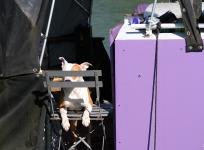 2025-04-06 DSCF8608Chien - Droit à image - Oxford - La tamise