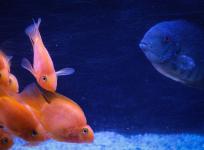 2025-04-10DSCF8761Aquarium - Poisson -Oxford