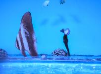 2025-04-10DSCF8770Poissons hippocampe et coquillages - Aquarium Oxford